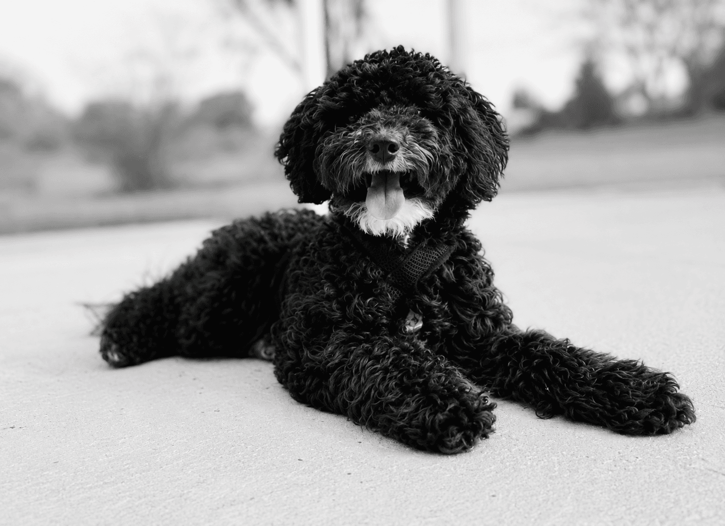 Loke, Amanda's black curly haired dog, lying down happily with tongue out, photographed in black and white